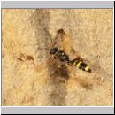 Mellinus arvensis - Kotwespe w18.jpg